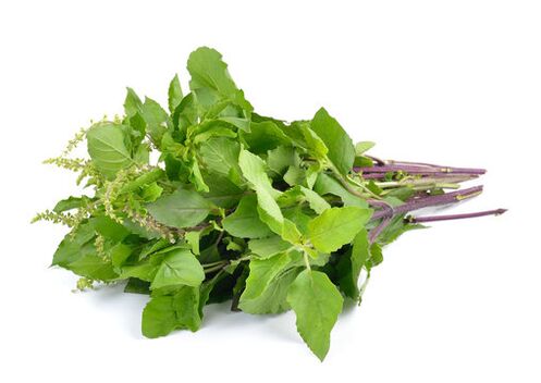 Basil leaves at spray nicode