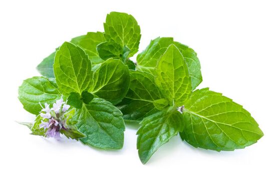 Mint leaves at spray nicode